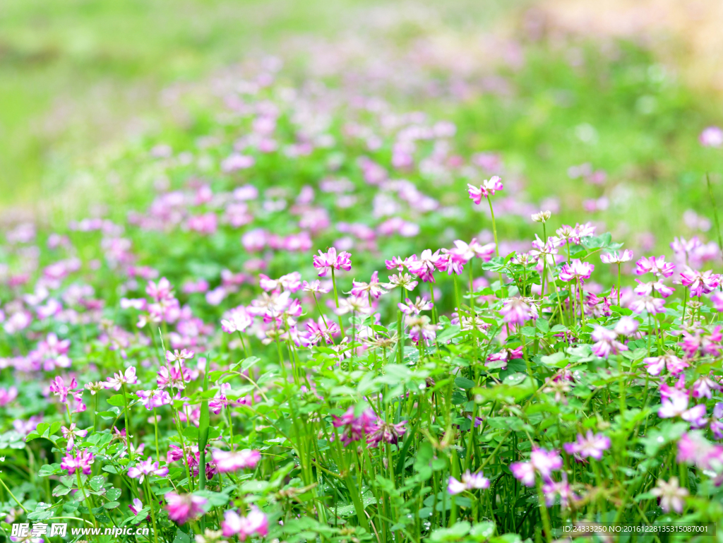 花草