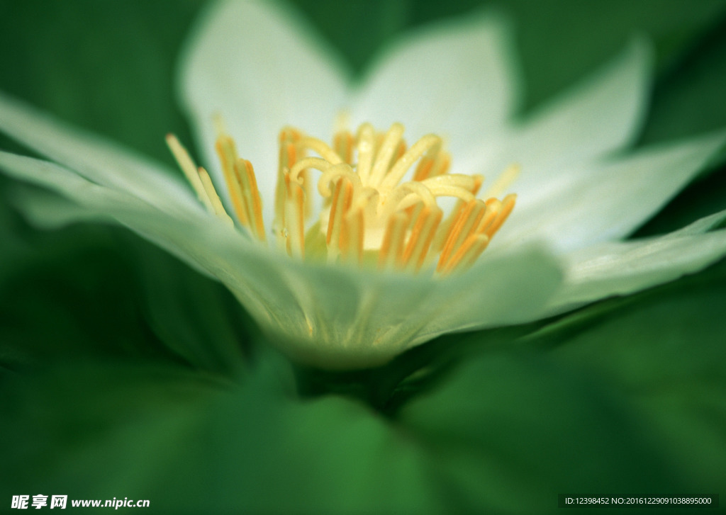 鮮花攝影