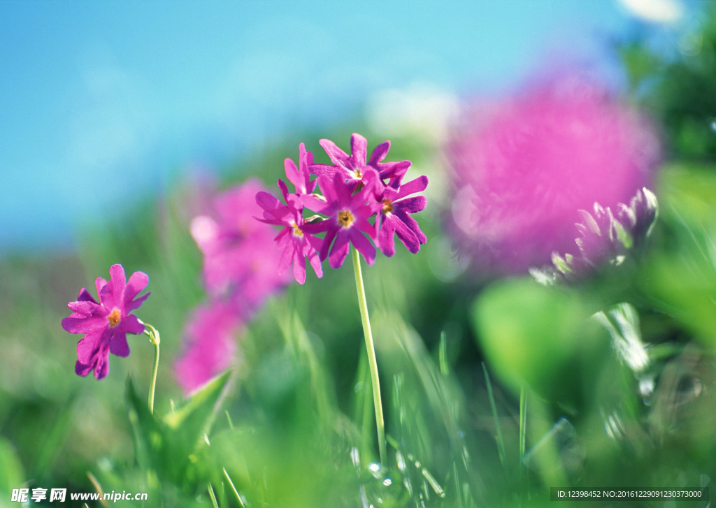 鮮花圖片