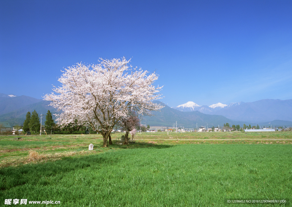 樱花树