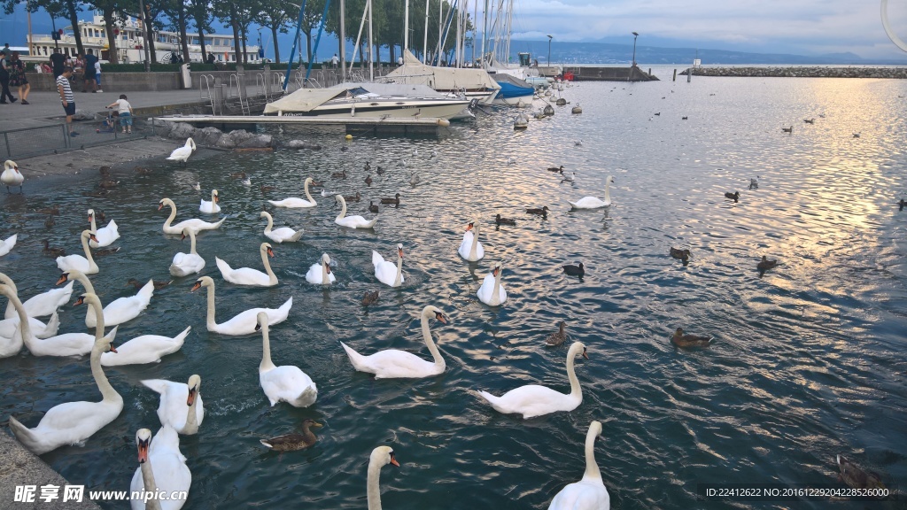 瑞士日内瓦湖边的天鹅