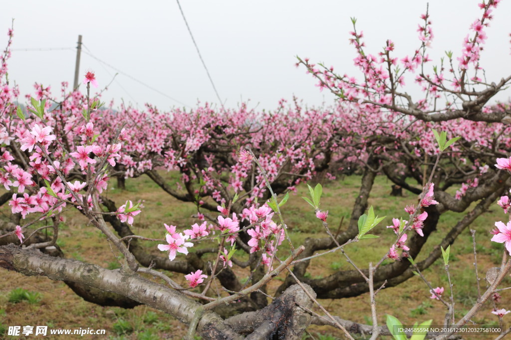 桃花