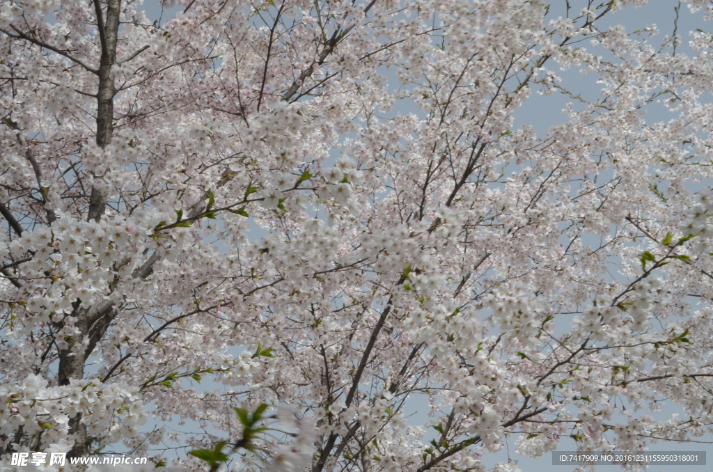 櫻花