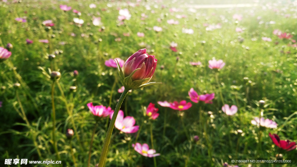 鮮花 花草圖片