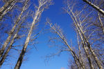 蓝天 杨树 冬天