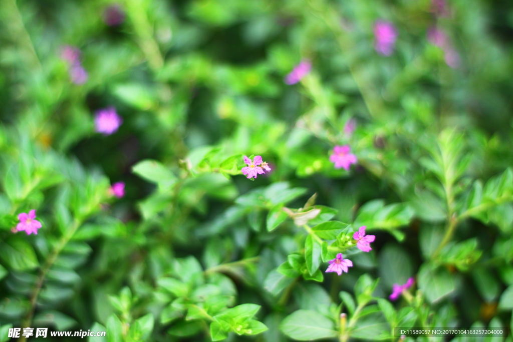 小花