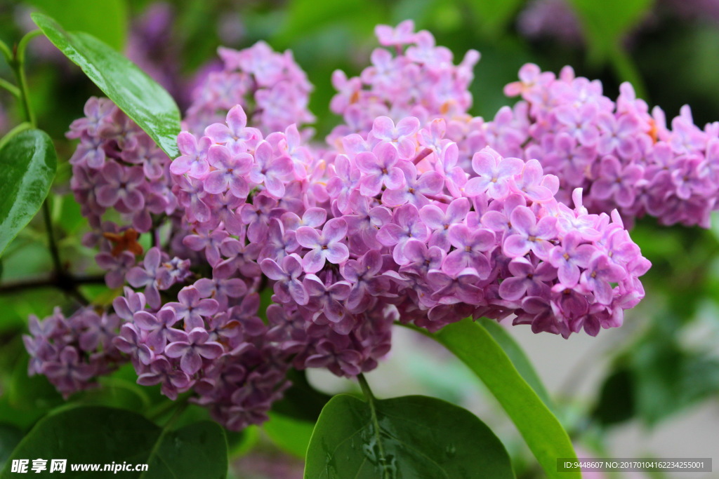 粉紫色丁香花圖片