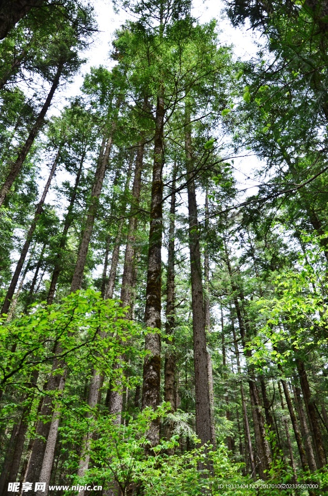 原始森林