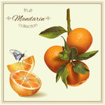 橘子 橙子 柠檬 水果 蝴蝶