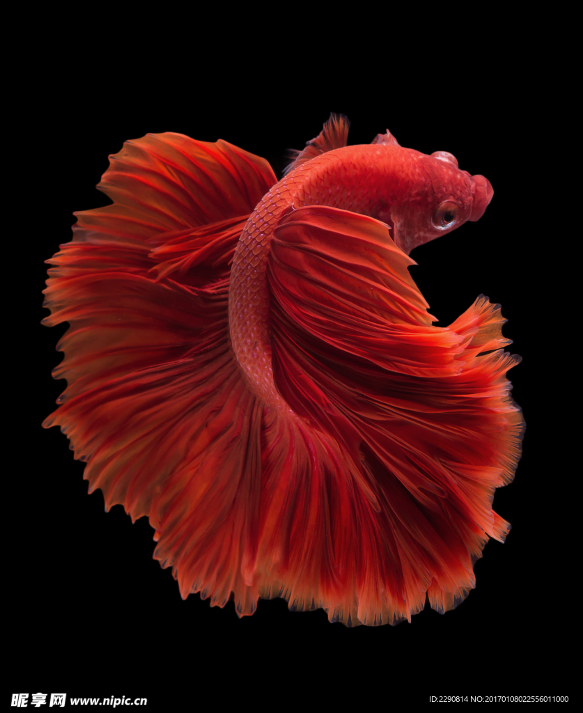 斗魚