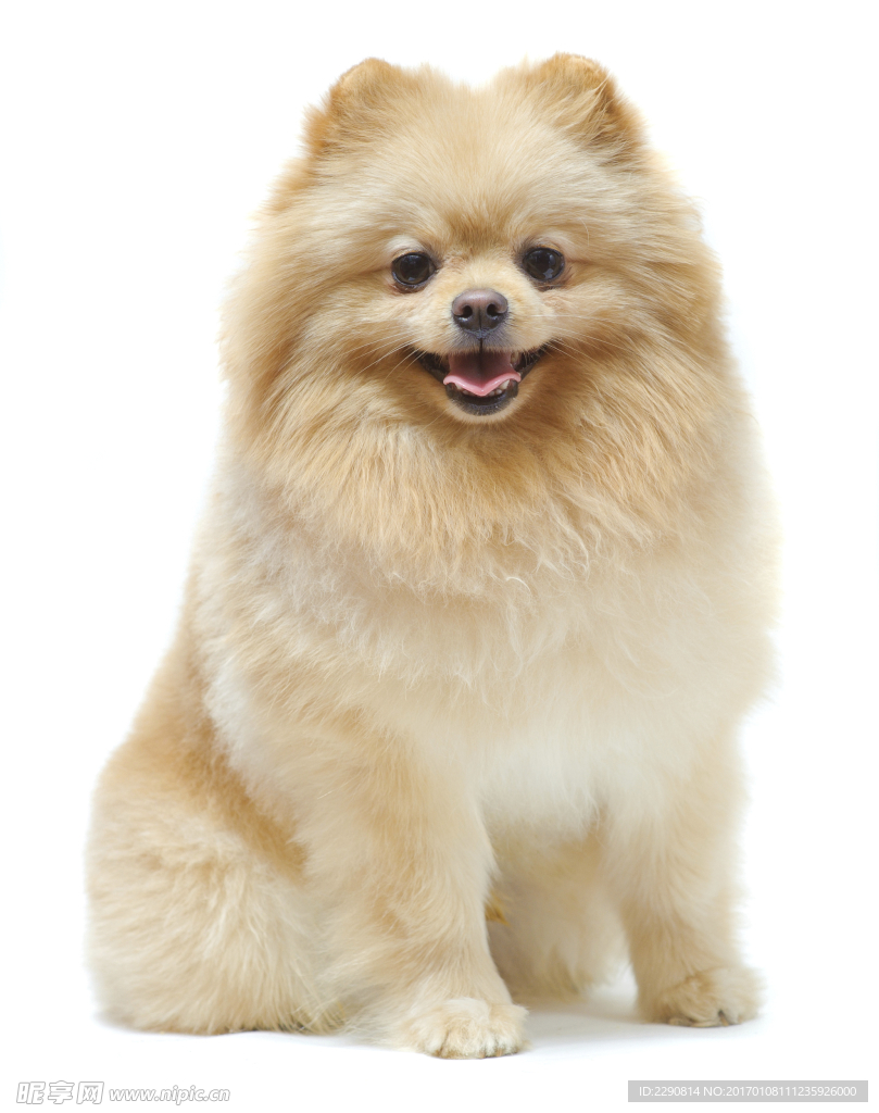 狗