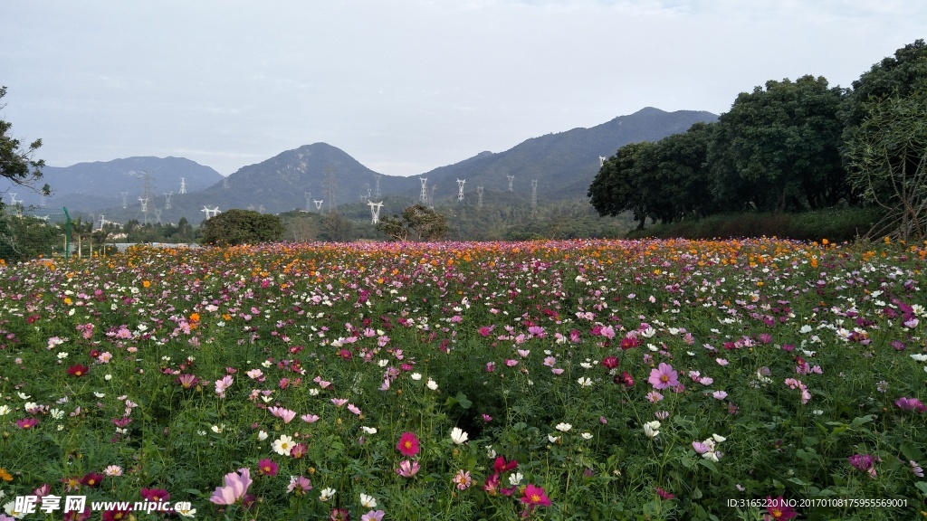 格桑花