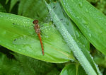 雨后草上的蜻蜓