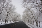 冬天 树挂 公路