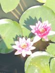 并蒂蓮