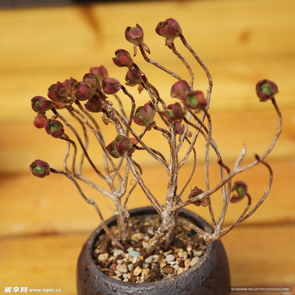 韓國多肉植物