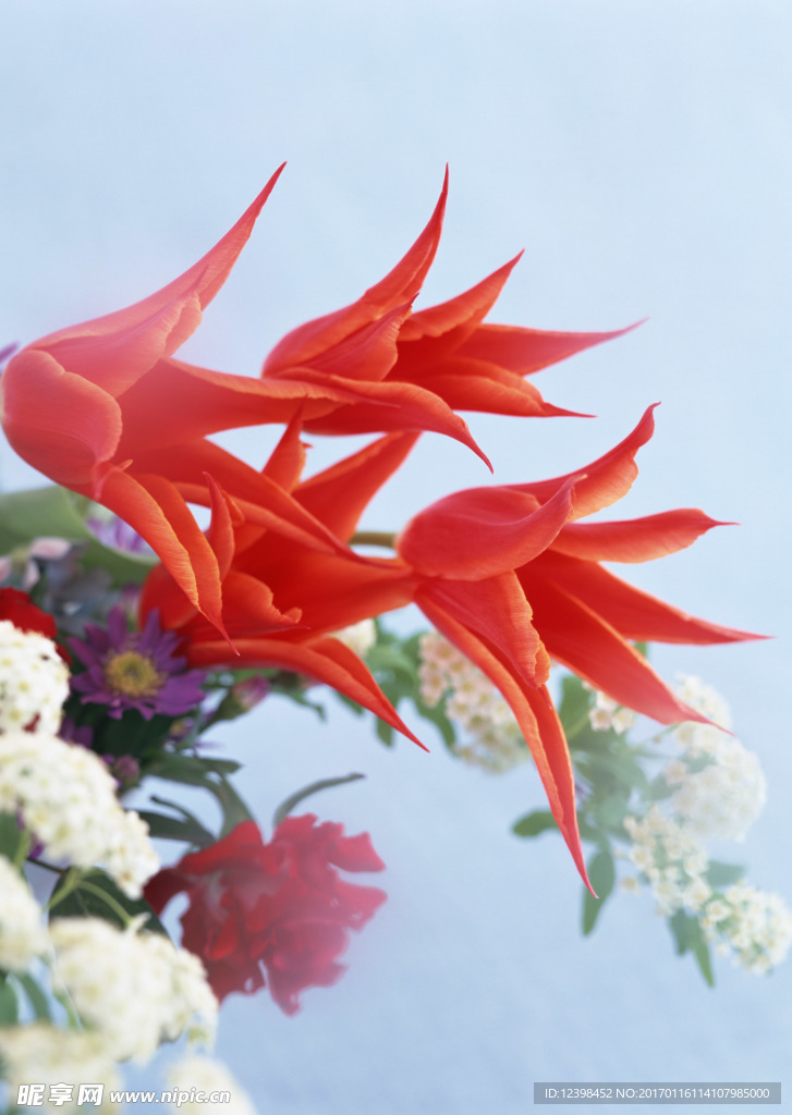 紅色鮮花攝影