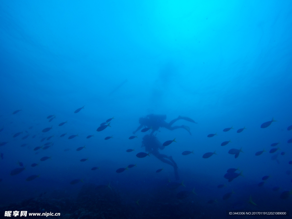 帕劳海底潜水员与鱼群
