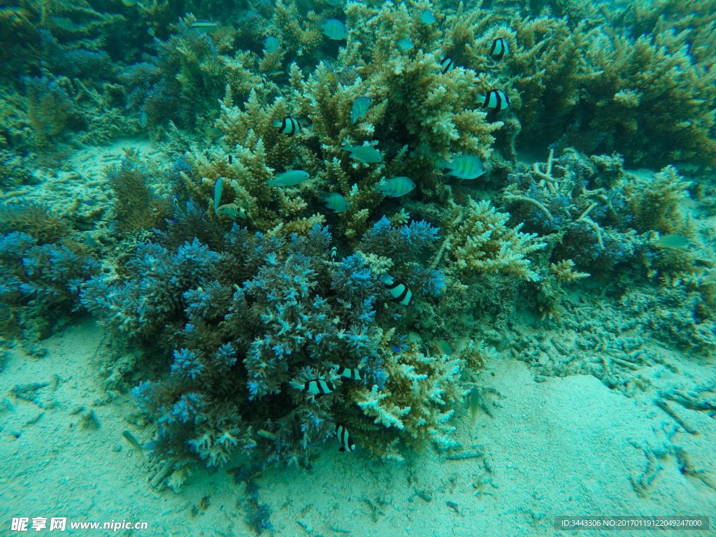 帕劳海底珊瑚与鱼