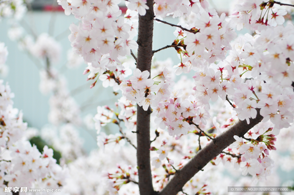 蜜蜂戲櫻花