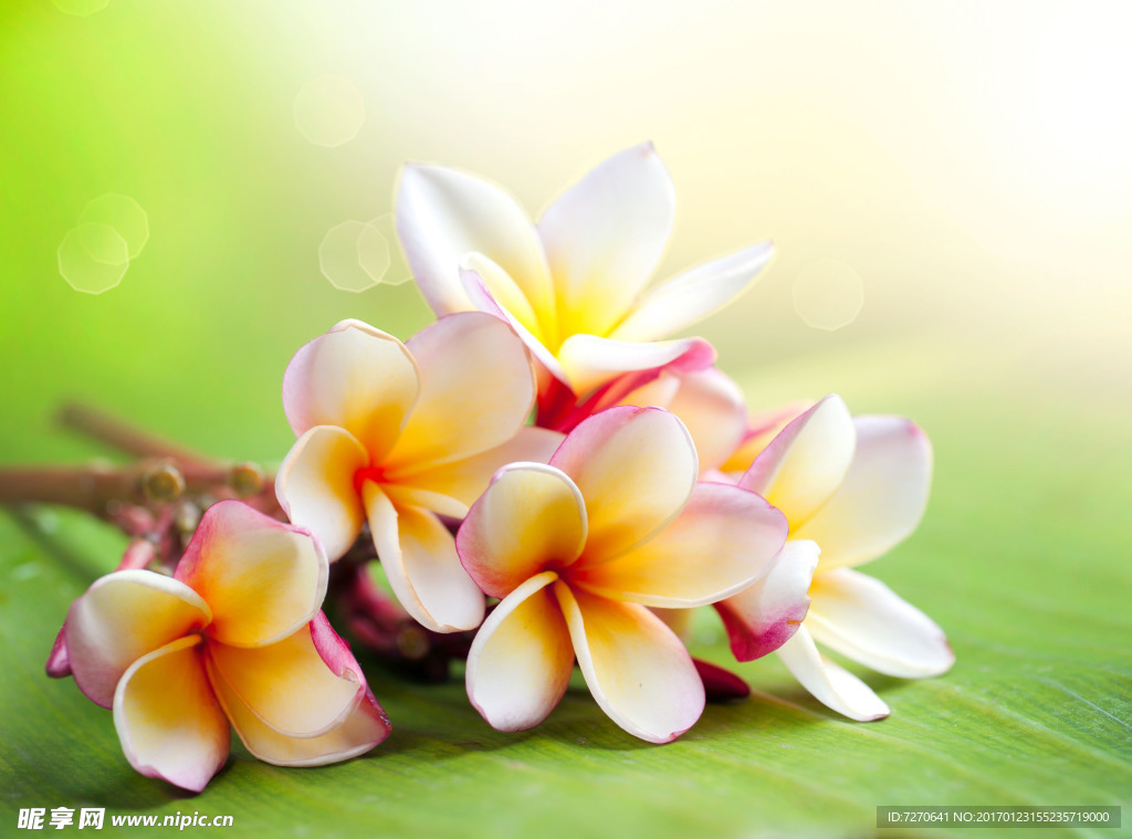 花高清圖