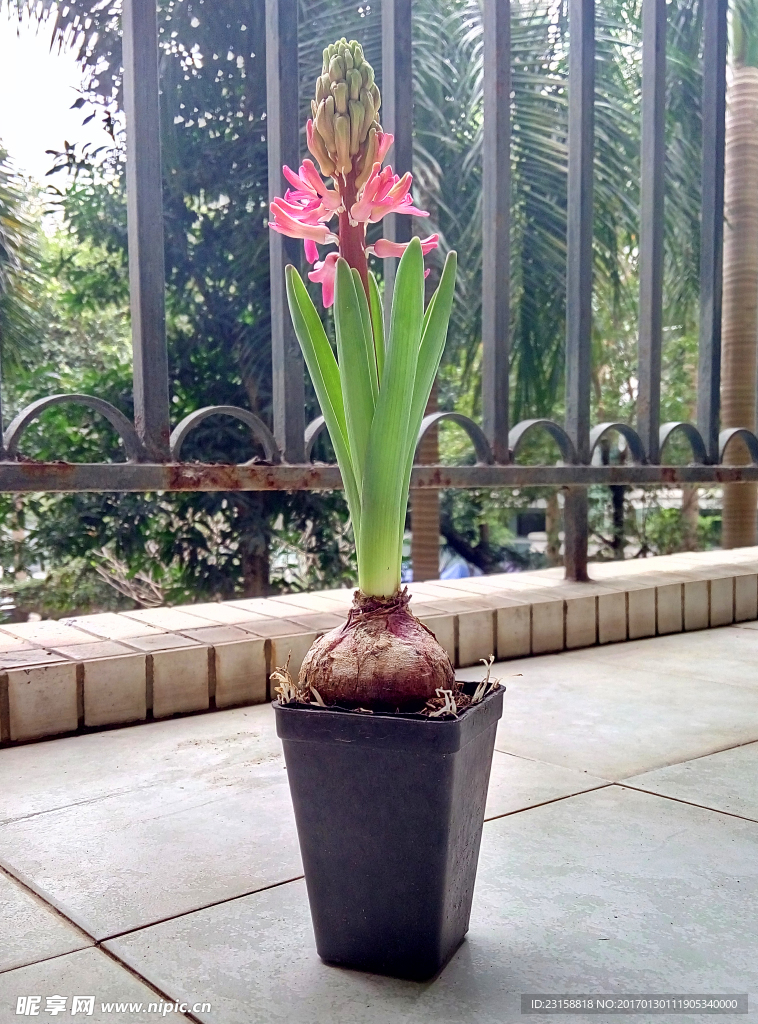 花仙子