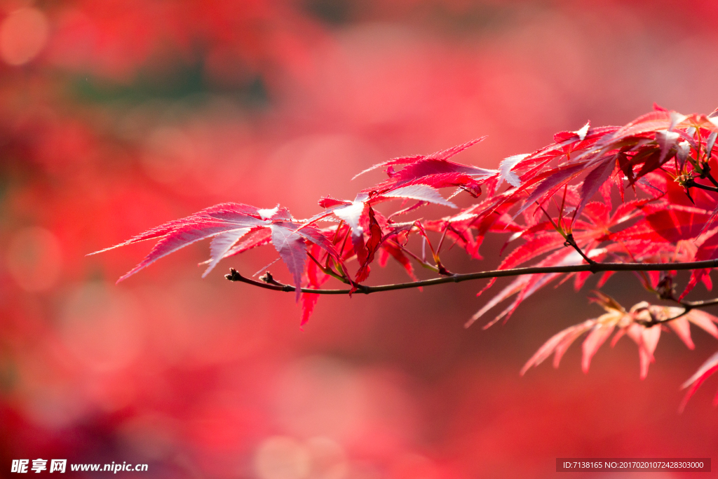 紅葉