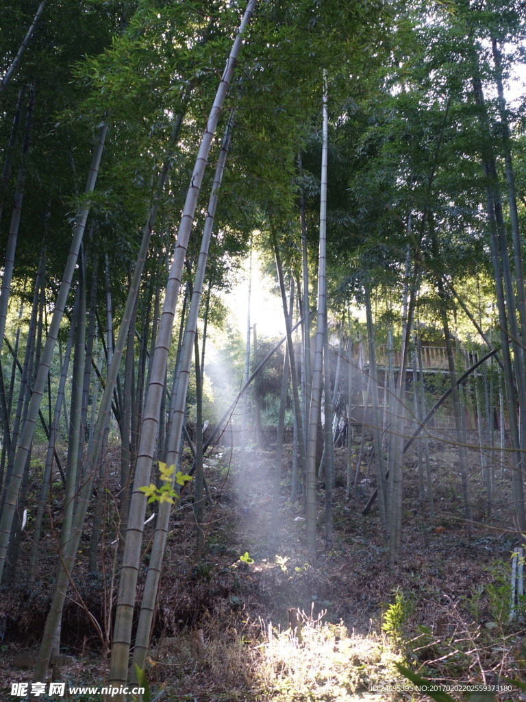 莫干山的光
