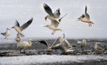 水鸟 海鸥 海边 群鸟
