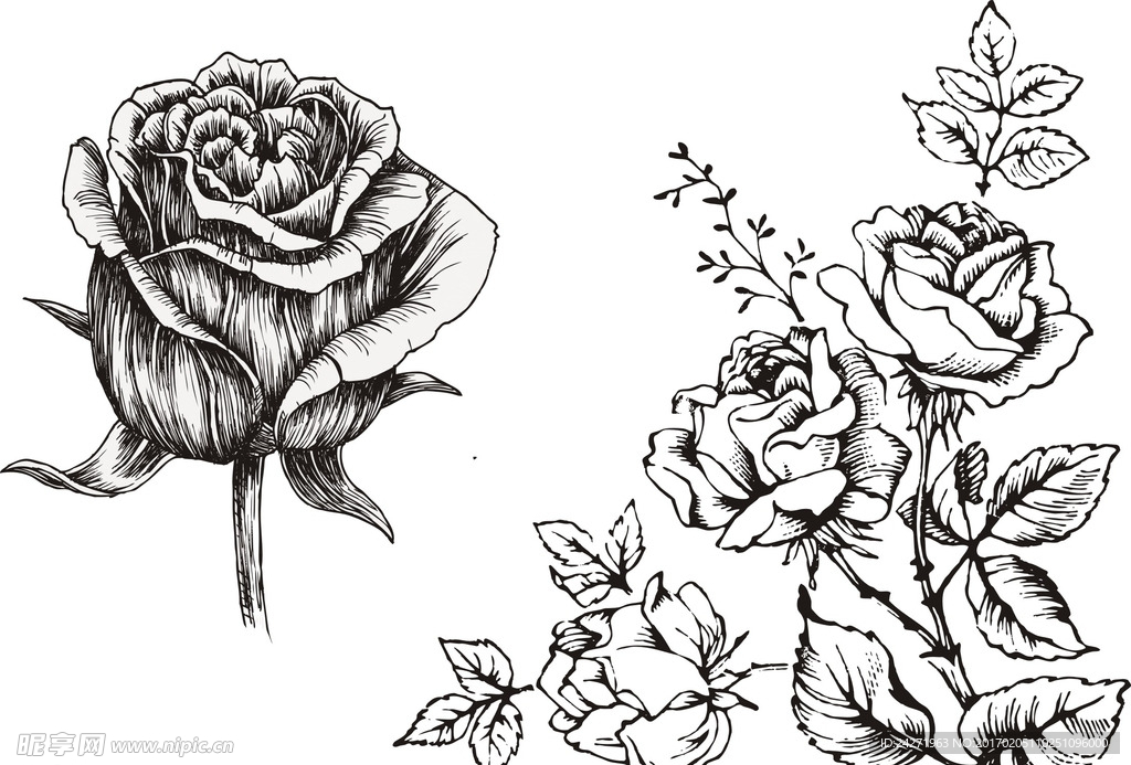 素描玫瑰花