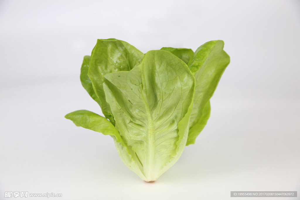 綠蝶生菜