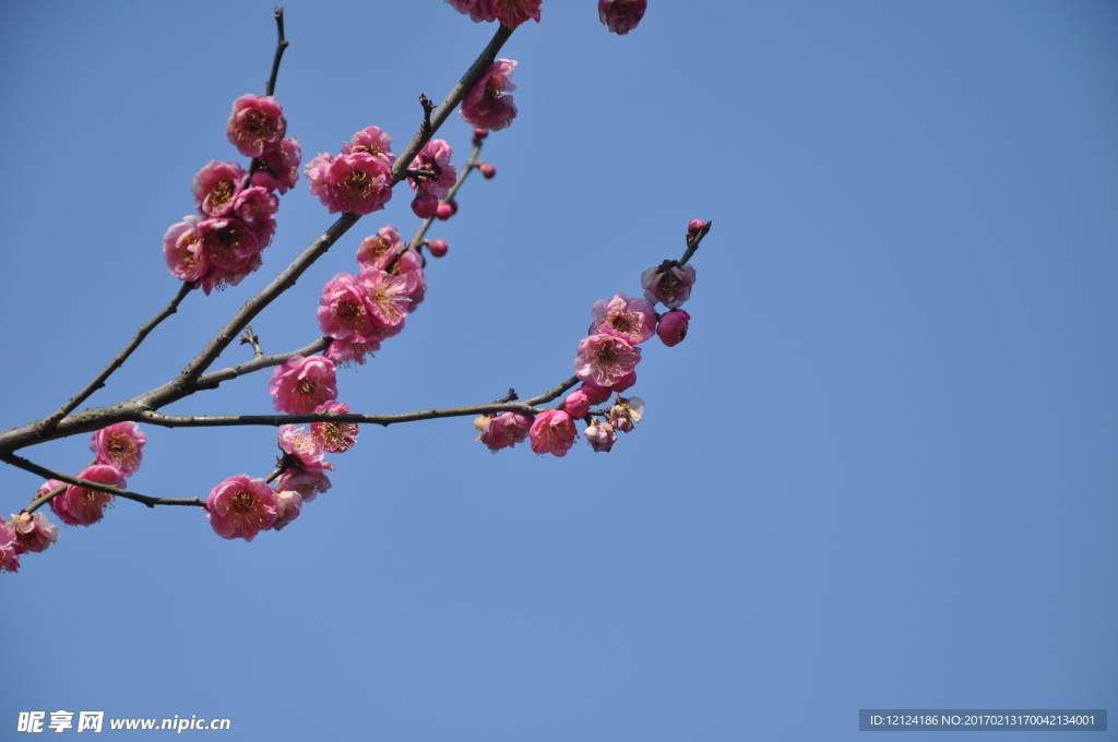 梅花