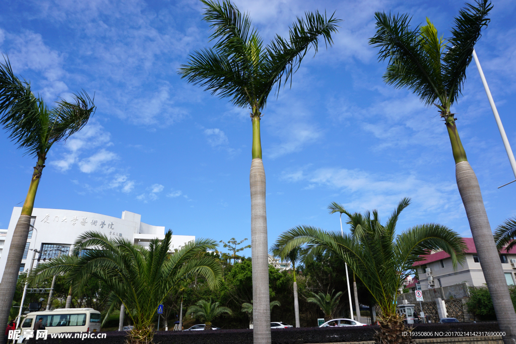 厦门风光  蓝天  椰子树