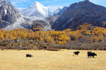 藏区牧场摄影