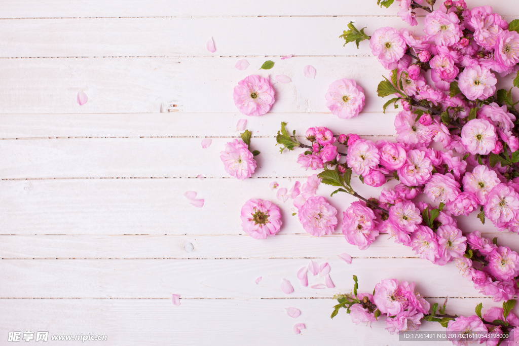 薔薇