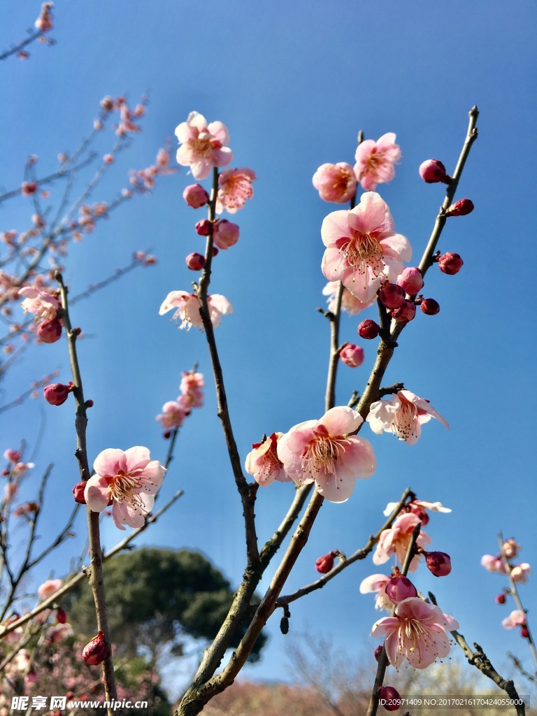 粉梅