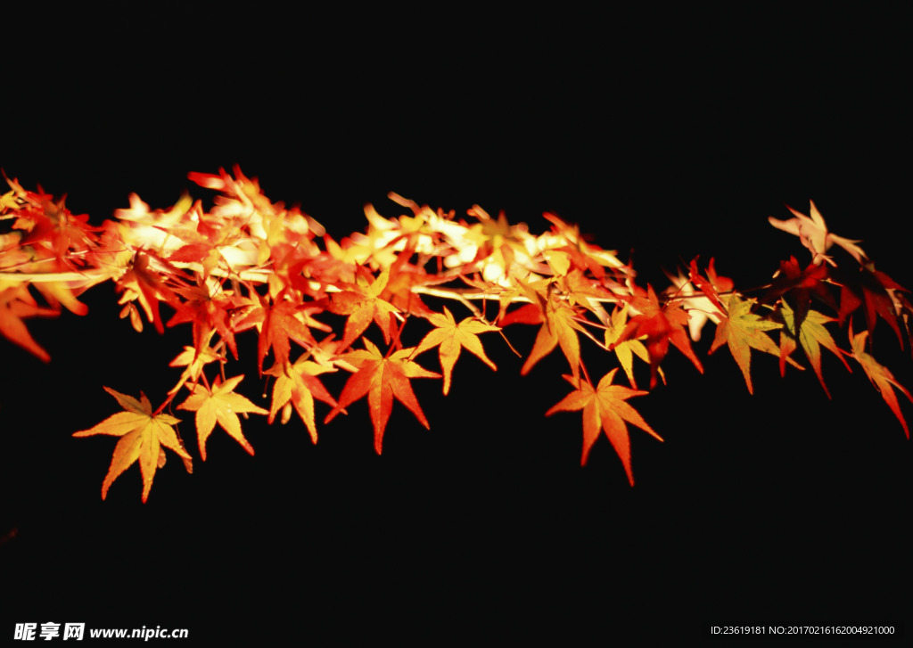 紅楓葉