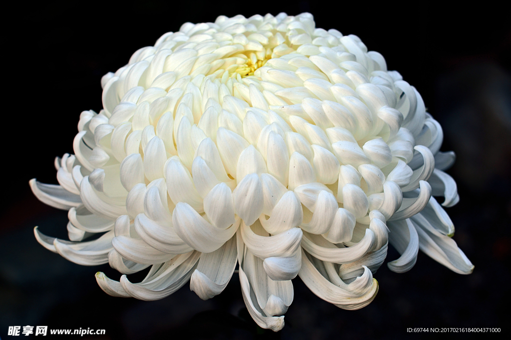 白色菊花
