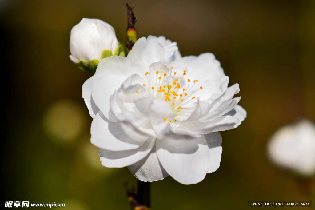 花
