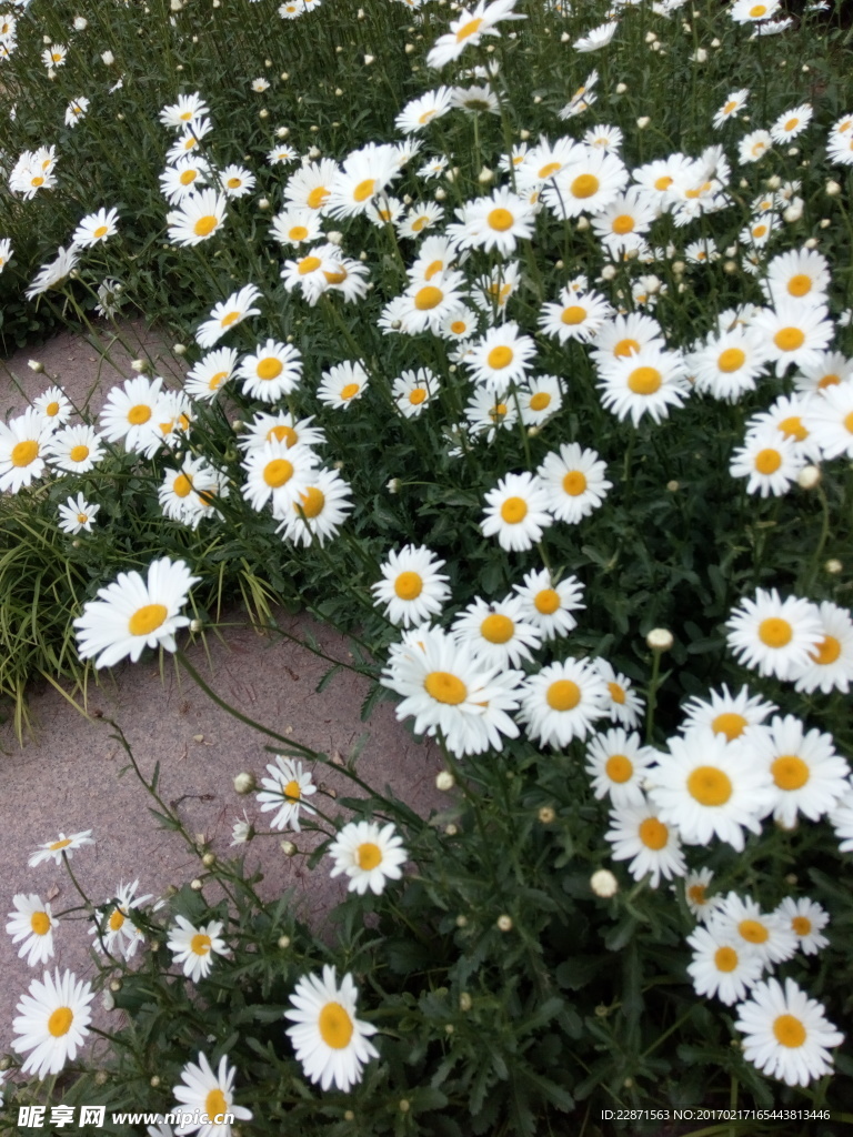 小菊花