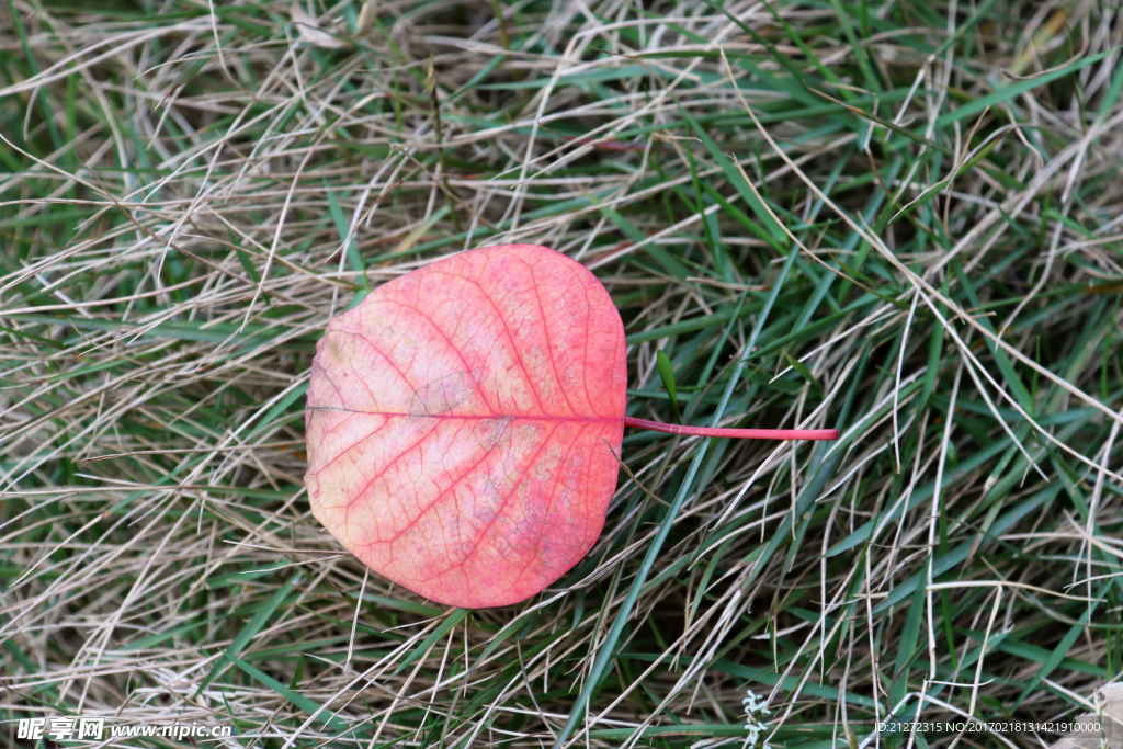 片片紅葉
