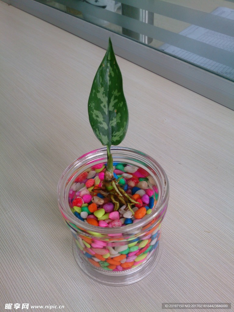 水養植物