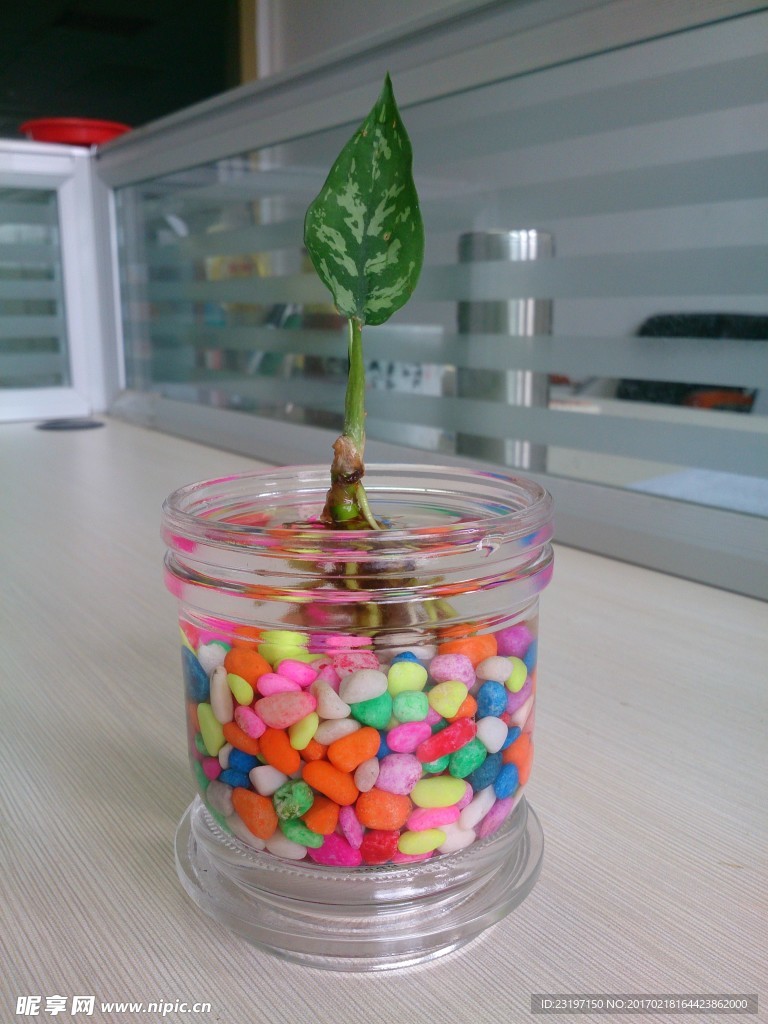 水養植物