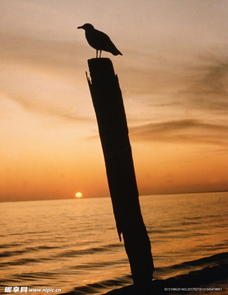 海鳥(niǎo)