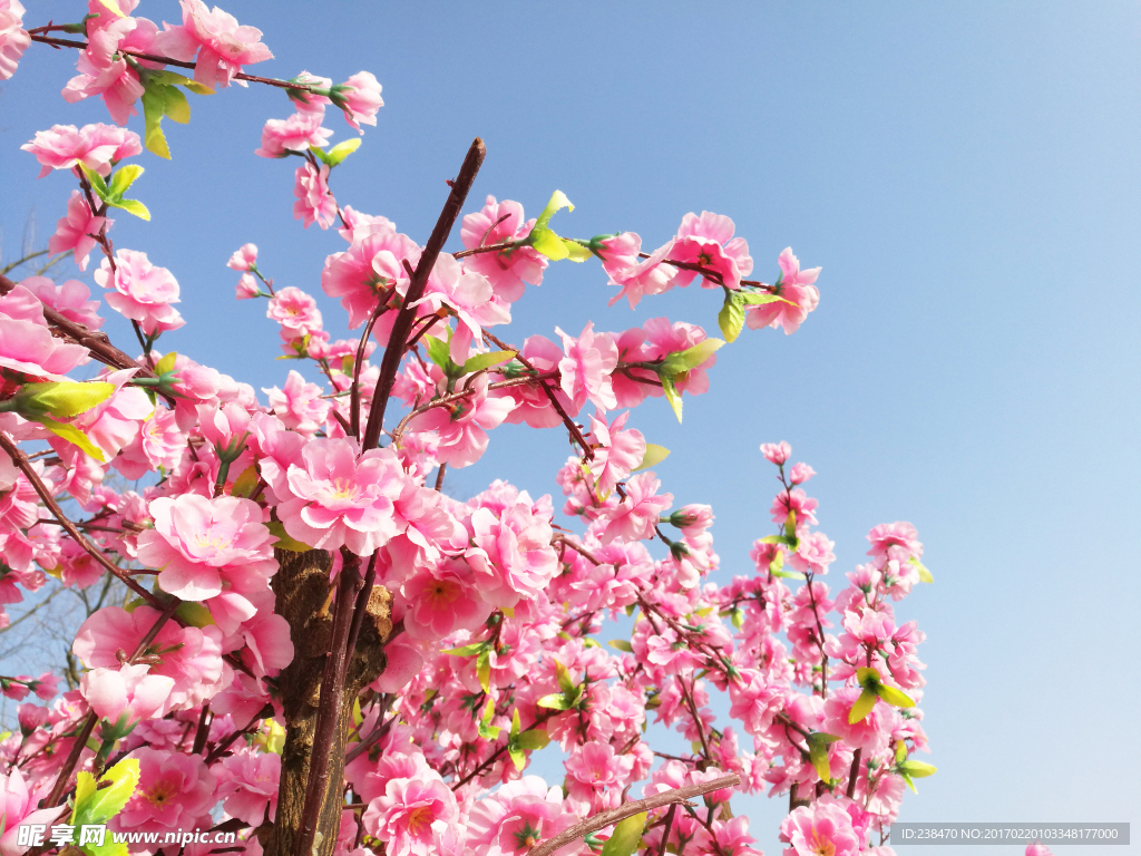 櫻花