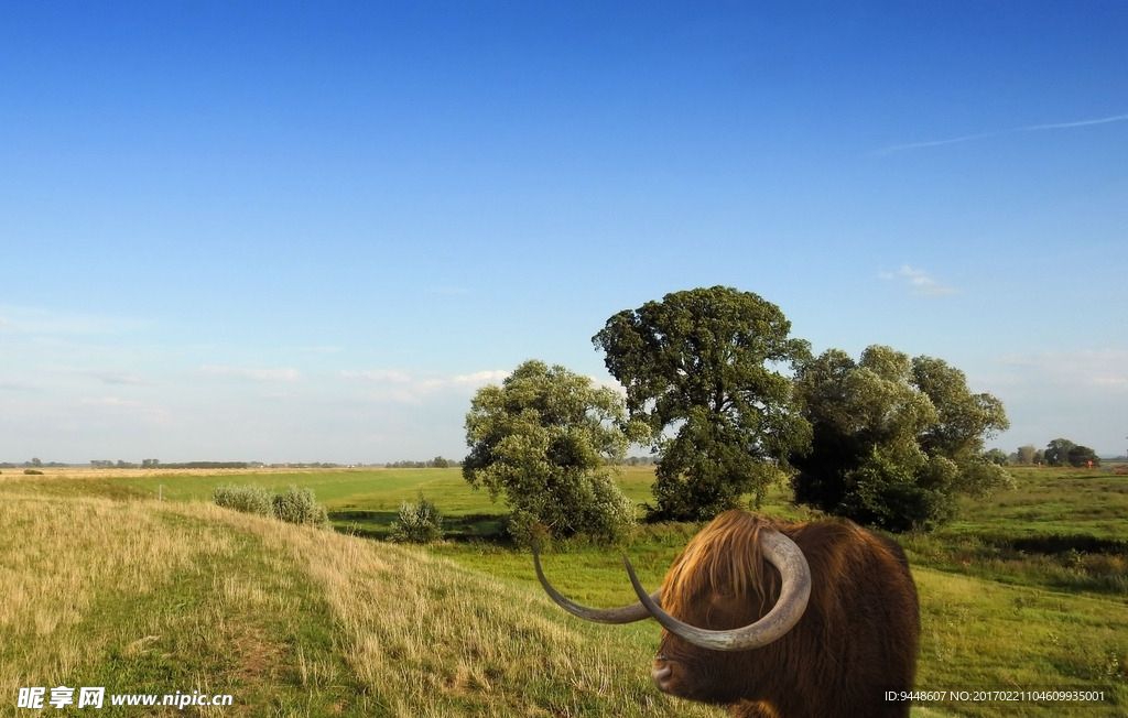苏格兰高原牦牛图片