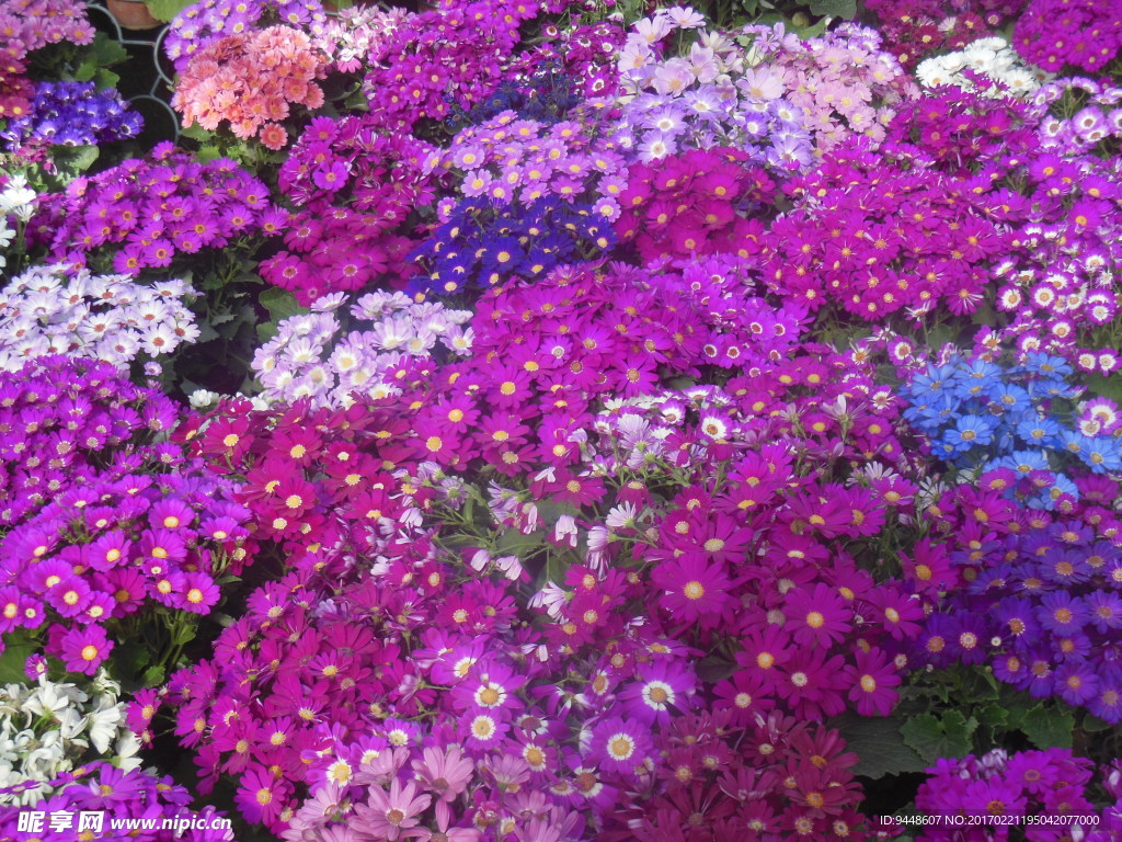 鮮花盛開