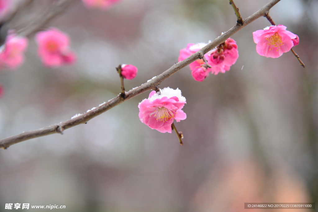 梅花