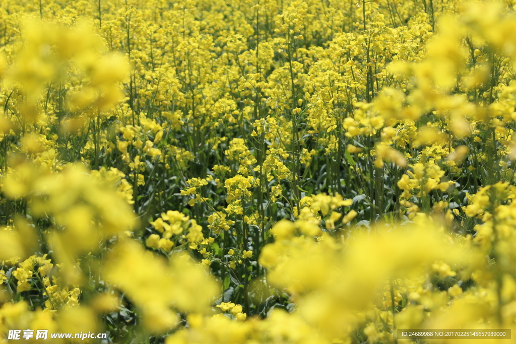油菜花