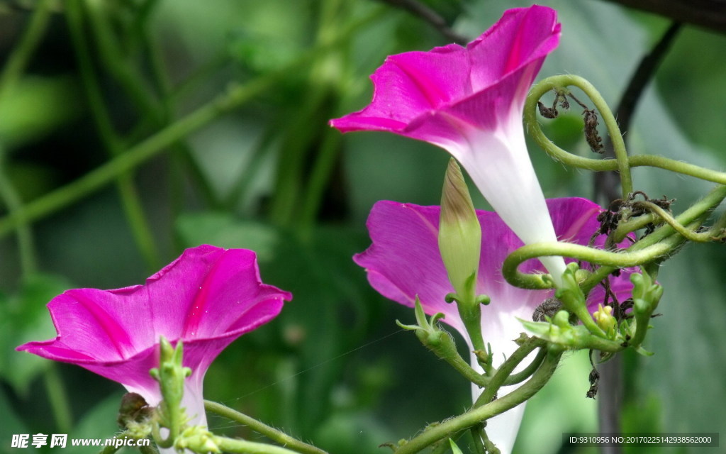 牽牛花